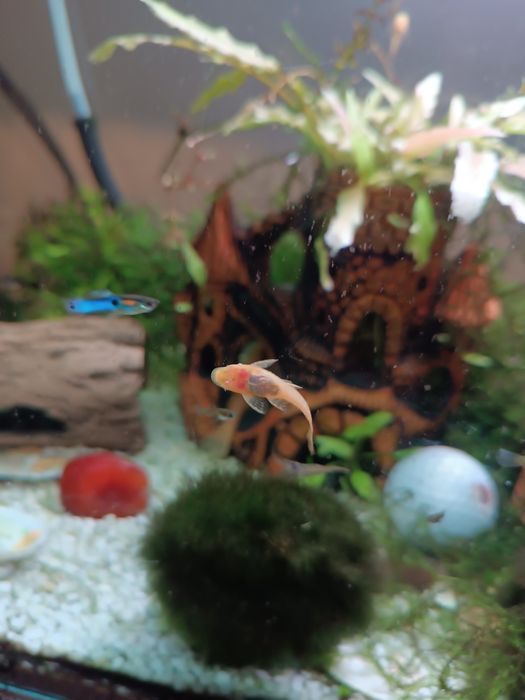 Sprzedam młode glonojady, glonojad,zbrojnik, ancistrus sp albino