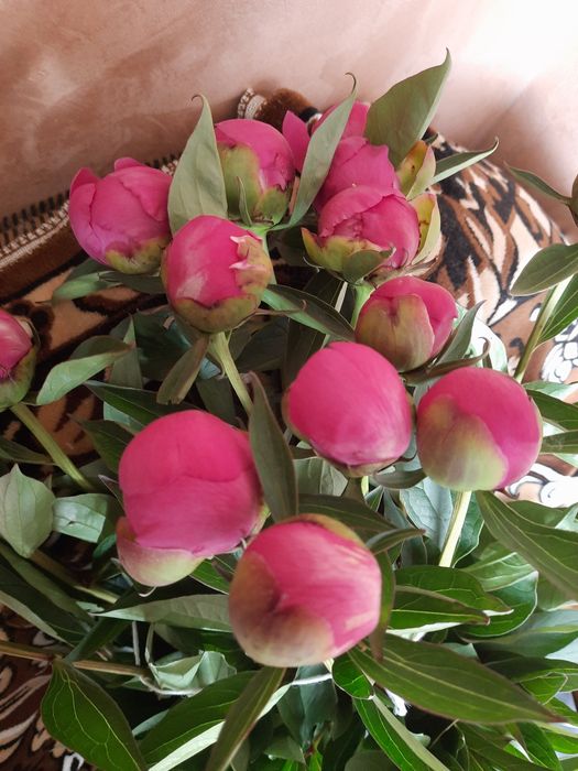 Пионы  5 расцветок