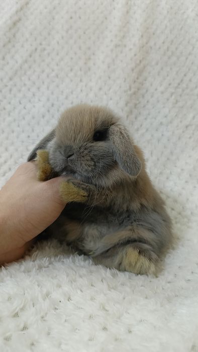 Mini lop króliki karzełek miniaturka baranek hodowla