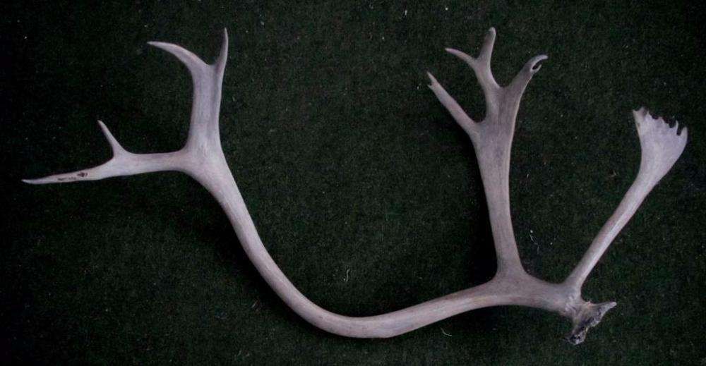 Рога оленя