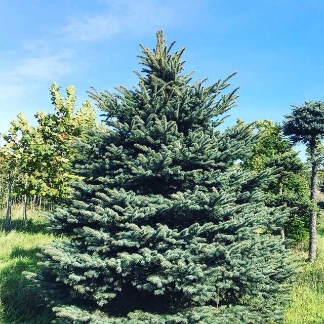 Drzewa iglaki duze świerk Sosna Jodła