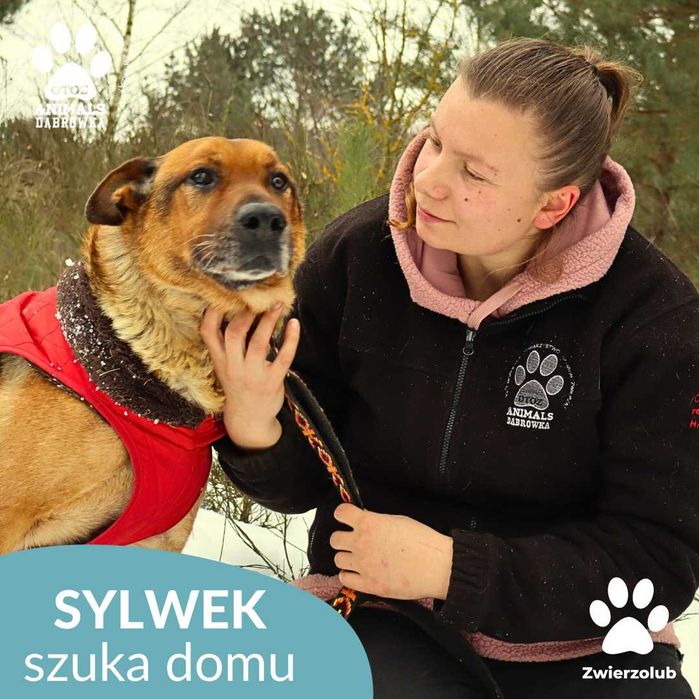 Sylwek szuka kochającego domu!