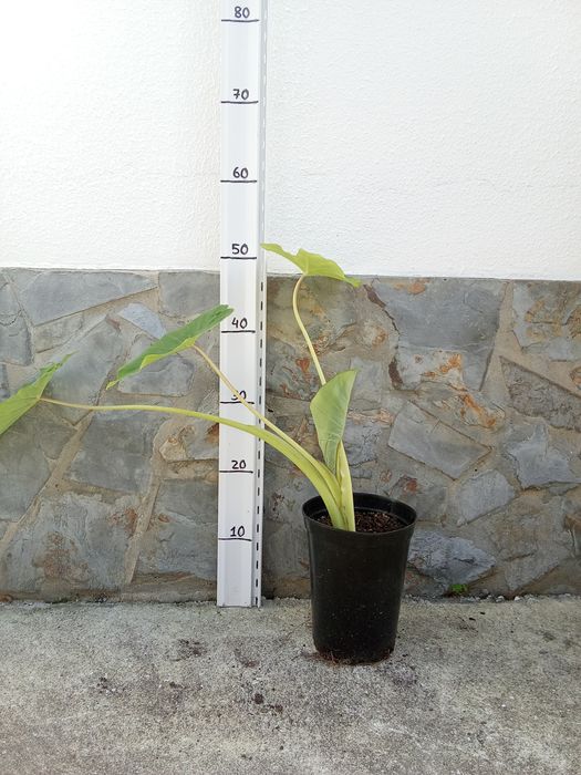 Colocasia (orelha de elefante)