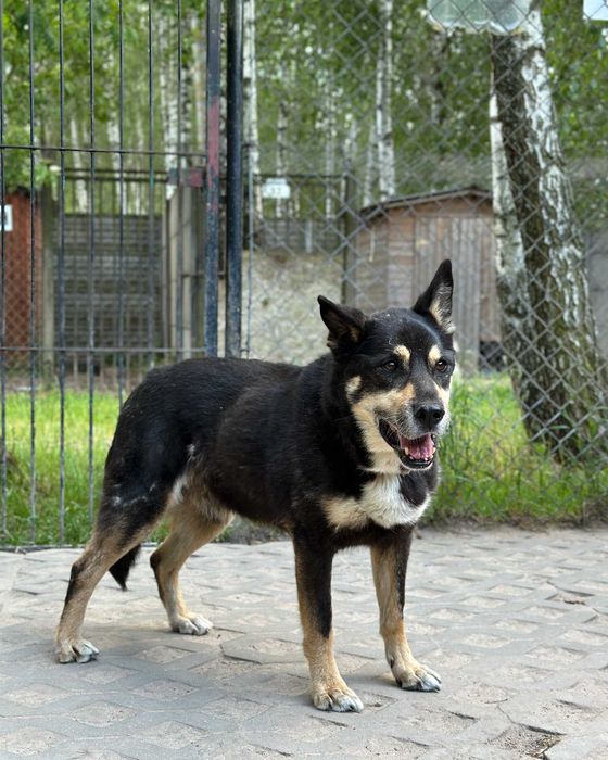 Dojrzały psiak Wojtek szuka domu