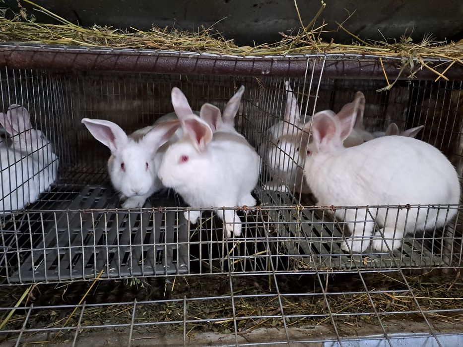 Термонска біла,кролики