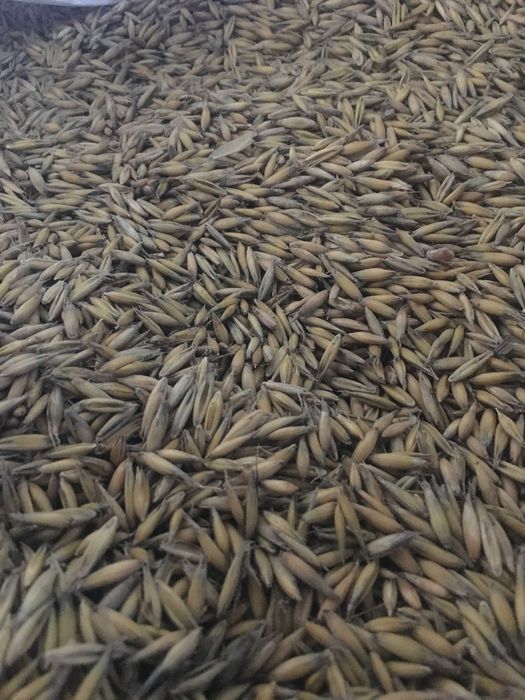 OWIES jary sezon 2025 ,,Belcanto''