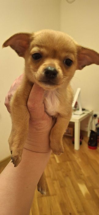 Продаж Чіхуа хуа цуценят