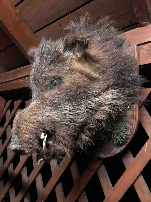 Чучело велитенського дикого секача кабана (чучело голова кабана)