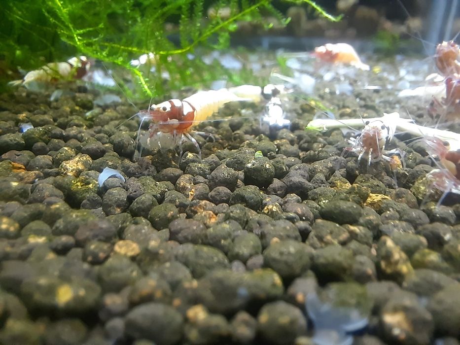 krewetki akwariowe Cardina Pinto Red Spotted Head