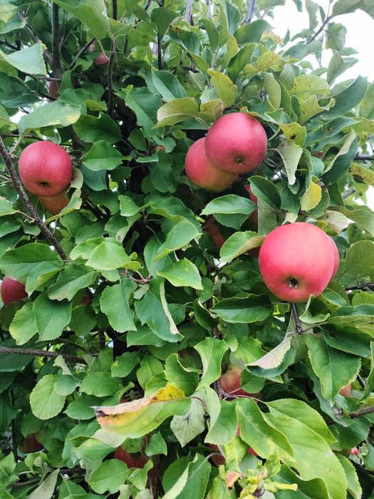 Świeże Jabłka champion malinowa jonagold decosta
