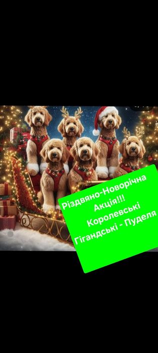 Королівські  Гигандські  Підрощені   Пуделя