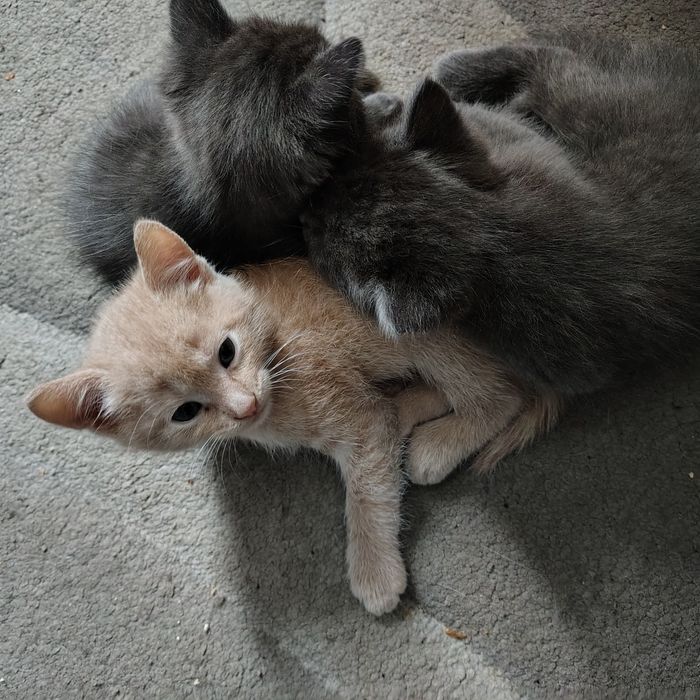 Котята в добрі руки