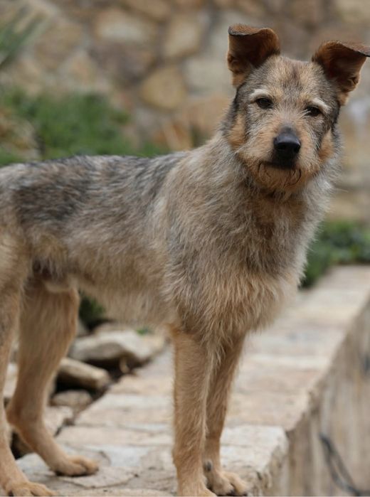 Do adopcji samiec 15kg bardzo przyjazny kontaktowy