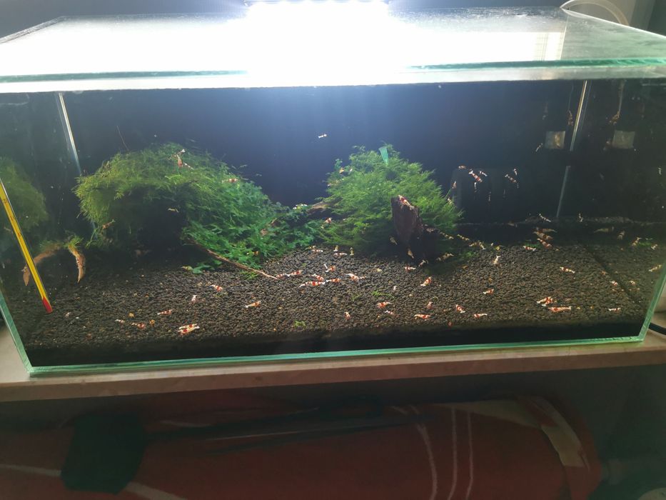 Krewetki Crystal Red