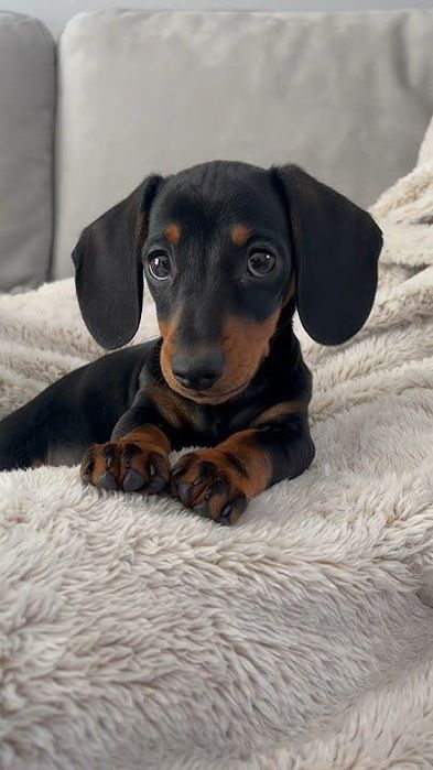 Такса: маленький друг на все життя