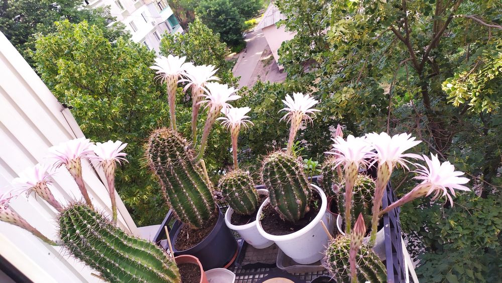 Кактусы взрослые