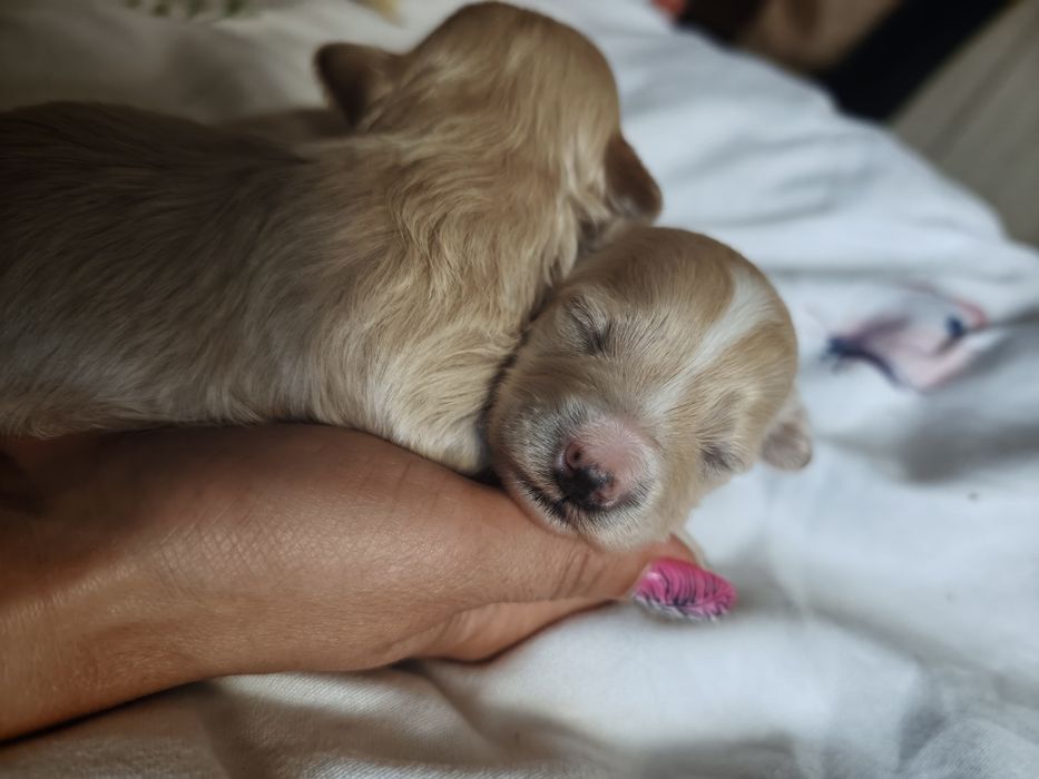 Maltipoo piesek  wolny do rezerwacji