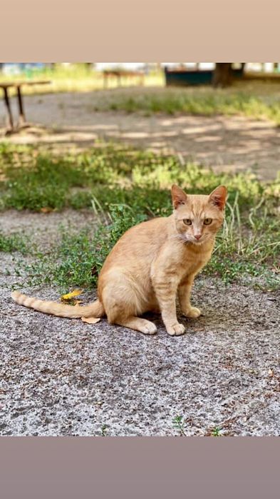 Отдам рыжего котенка, мальчик, 6 месяцев