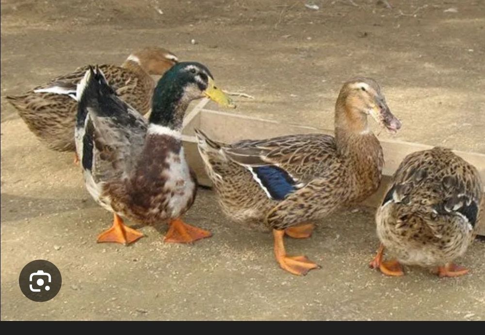 Яйце Інкубаційне