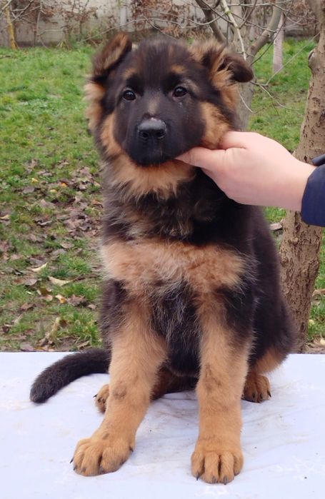 Дівчата Німецької вівчарки