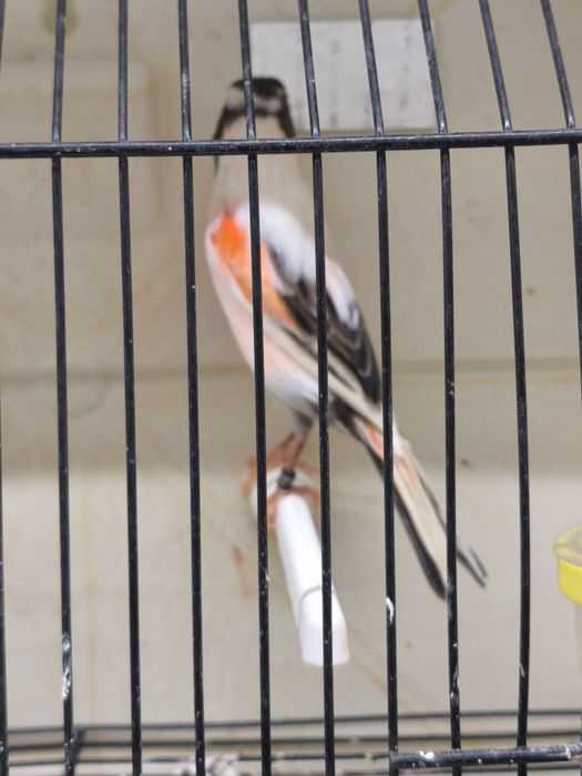 Canários arlequim português