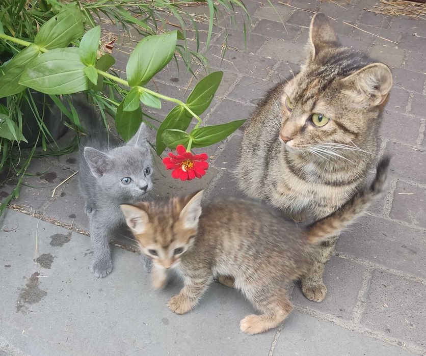 Котята для частного сектора  и квартиры на Фрунзенском
