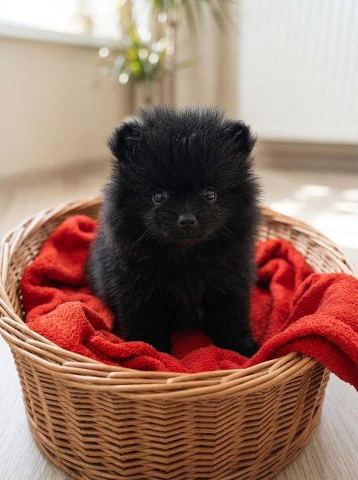 Pomeranian Szpic Miniaturowy Suczka