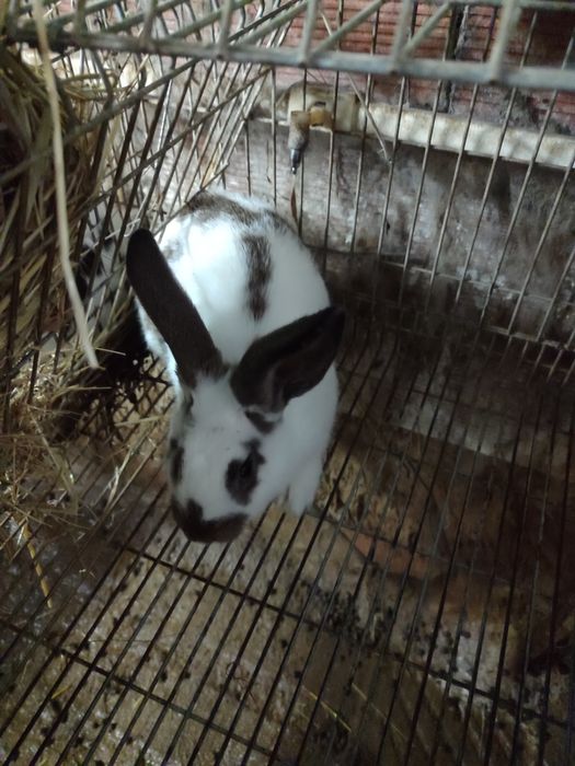 Coelhos caseiros cruzados