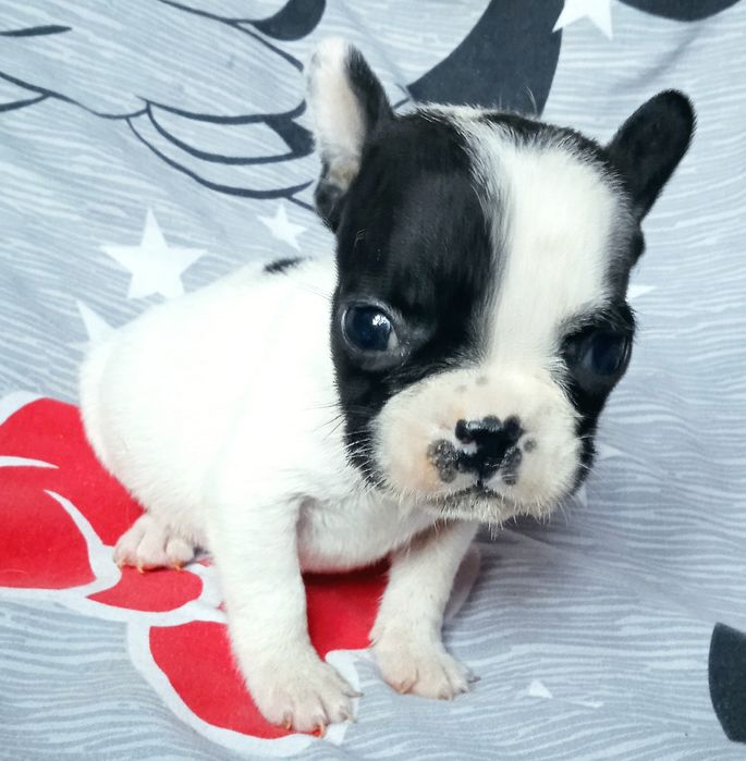 Бронь.Девочка французский бульдог