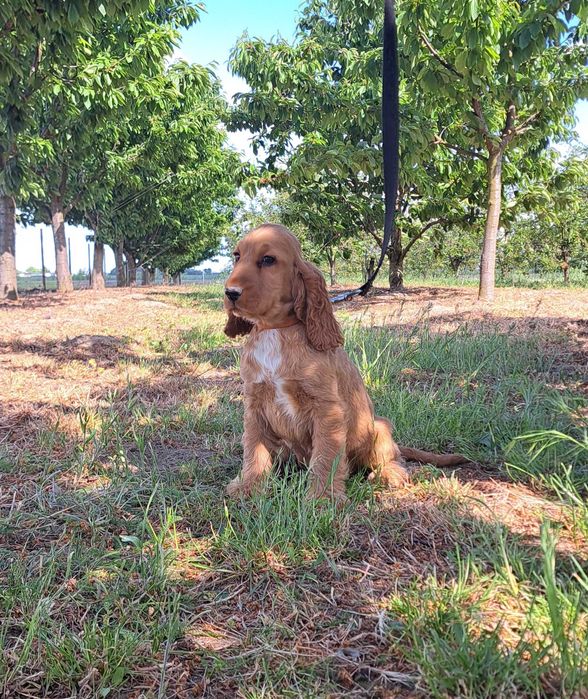 Cocker spaniel angielski PIESEK