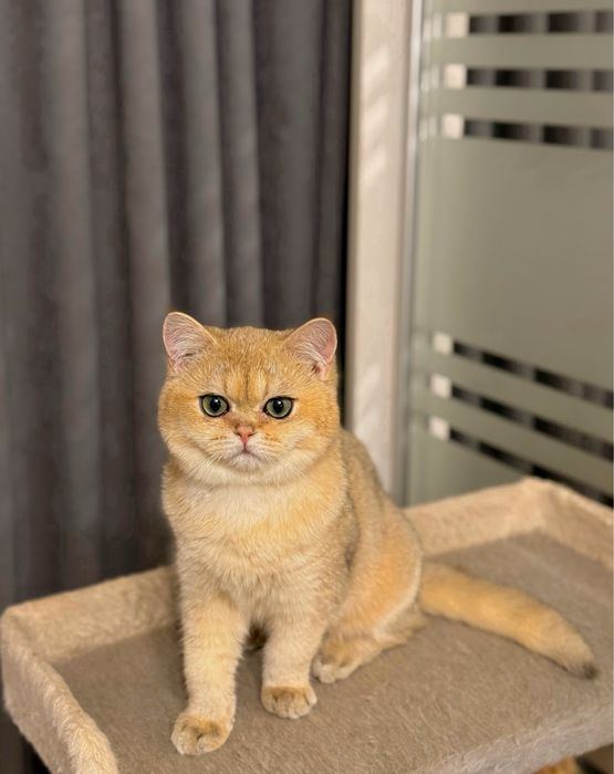 Шикарный мальчик золотая шиншилла