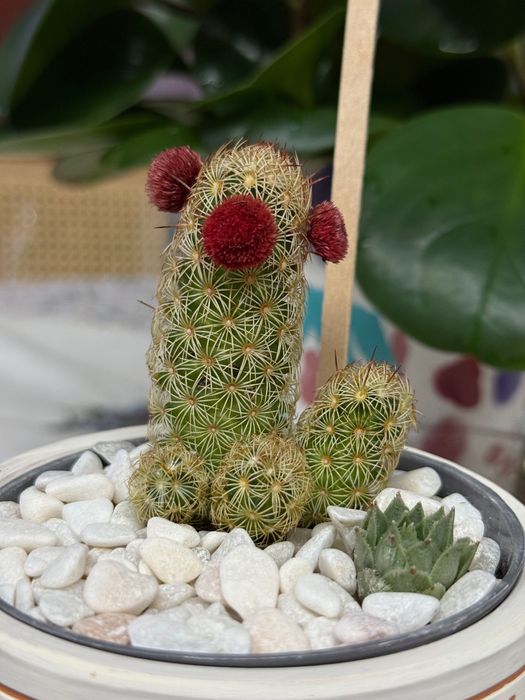 Arranjo de Suculentas e Cactos