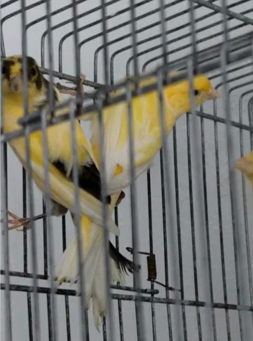 Canários para canto c/Gaiola