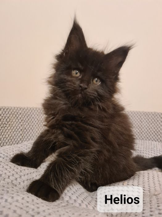 Czarno czekoladowy kocurek