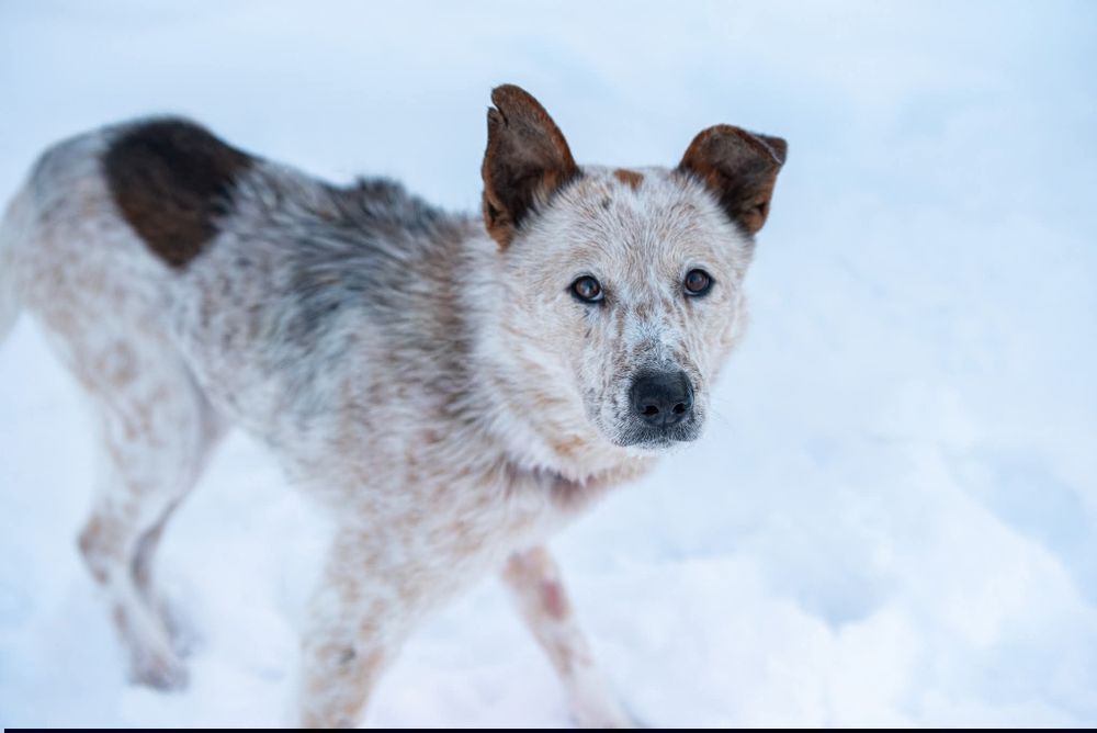 Tutti - sympatyczny, proludzki i wesoły psiak