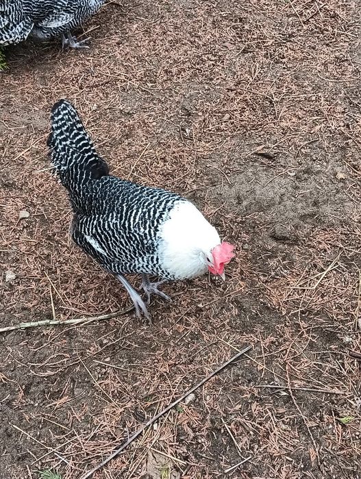 Jajka lęgowe silek , kochinów miniatura,czubatek