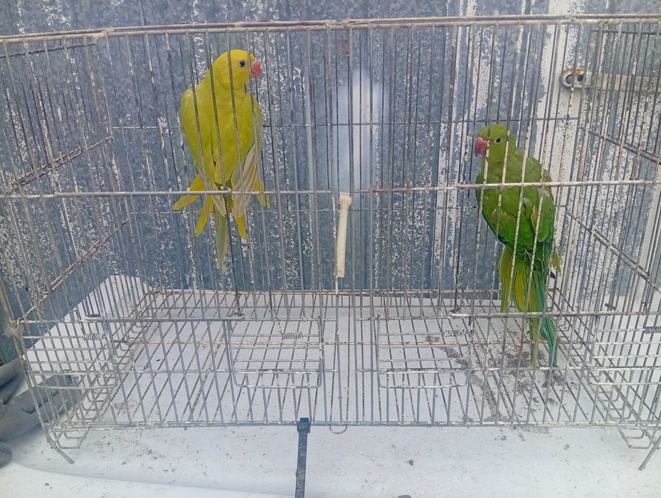 Ring necks caturras diamantes de gould e bengalins