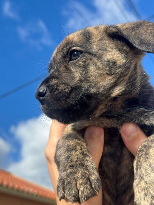 Filhotes de Fila de São Miguel para adoção responsável