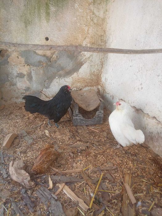 ovos férteis de galinhas de varias raças, pavões e patos por encomenda