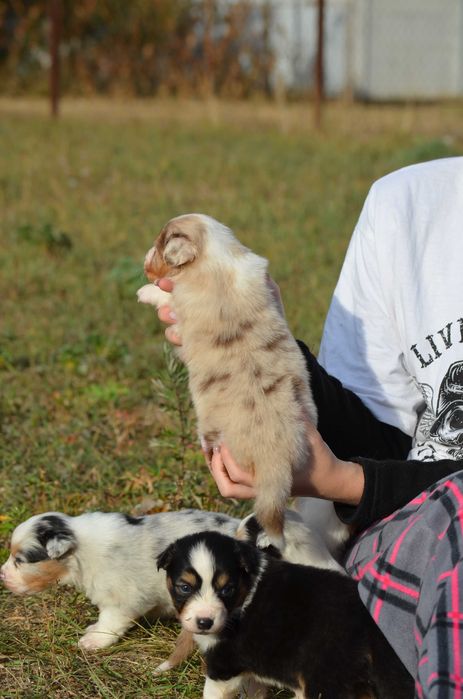 Ауссі/Австралійська вівчарка!Київ,або відправлю. Є "Оплата частинами"