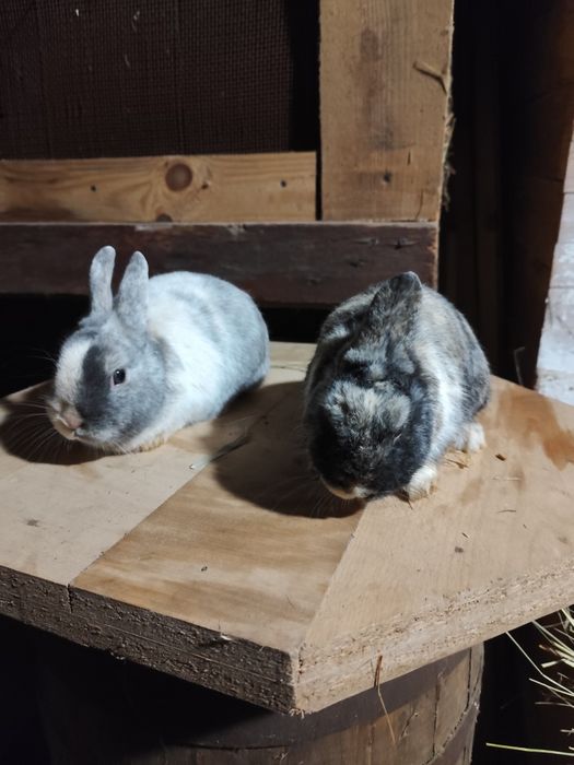 Piękne Króliki sprzedam