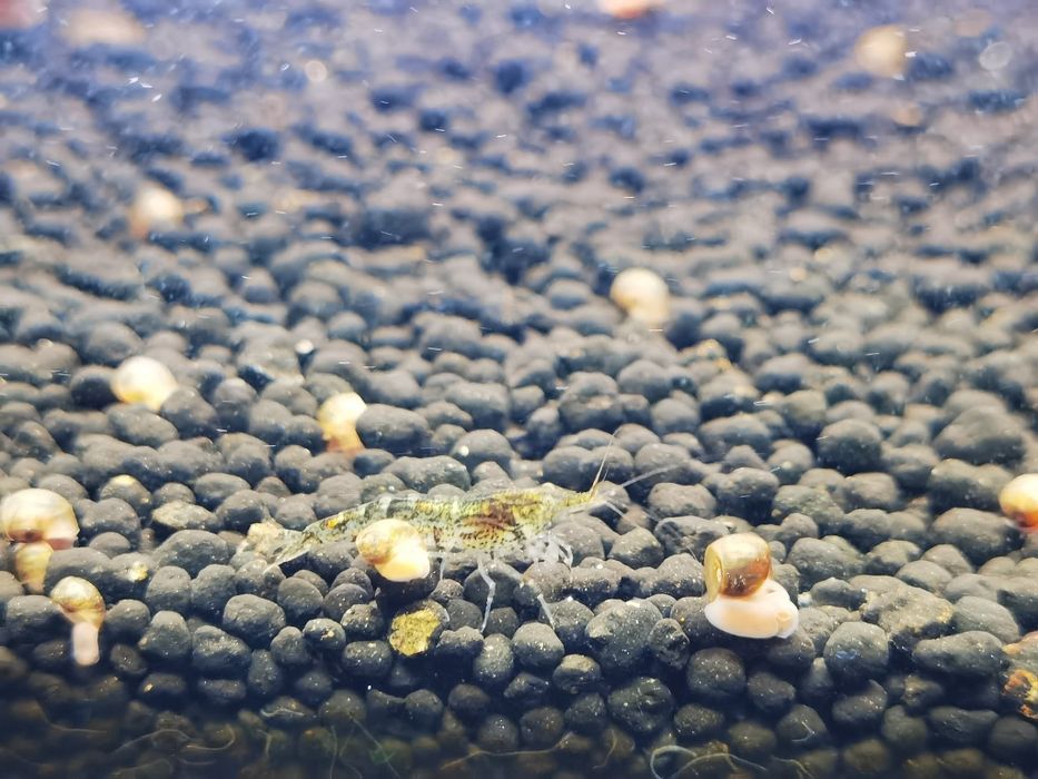 Troco plantas por camarões neocaridina