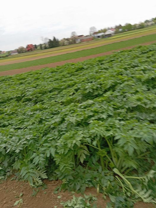 nasiona arcydzięgiel 2024