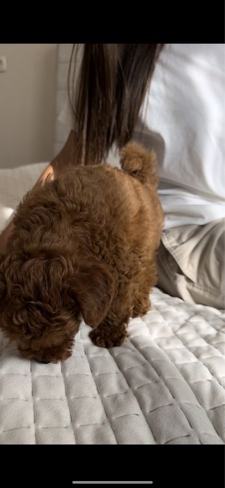 Малюки той пудель