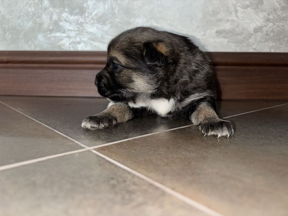 Віддам цуценят у добрі руки