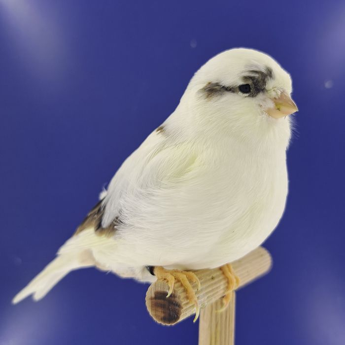 Kanarek, samczyk 23 - sprzedam, Wrocław