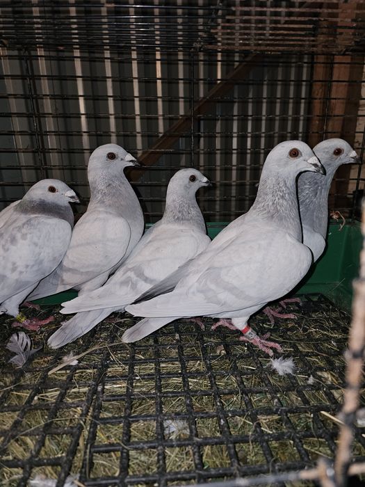 Sprzedam gołębie