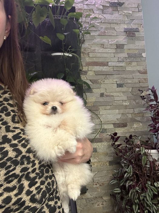 Дівчинка померанський шпіц в типі вкдмежа