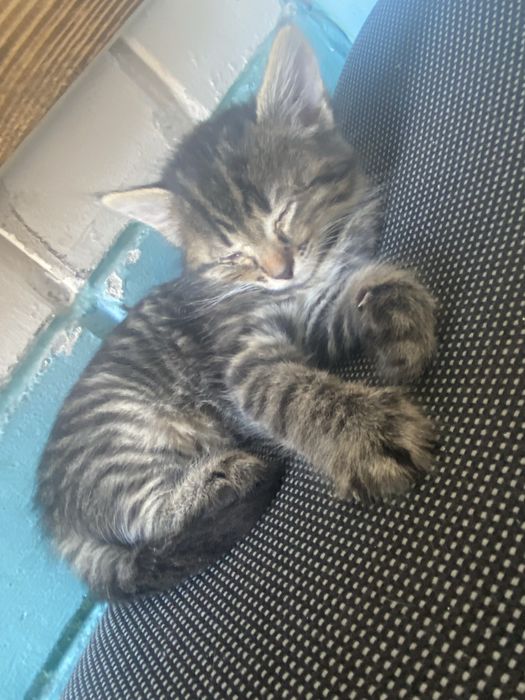 Котята безплатно
