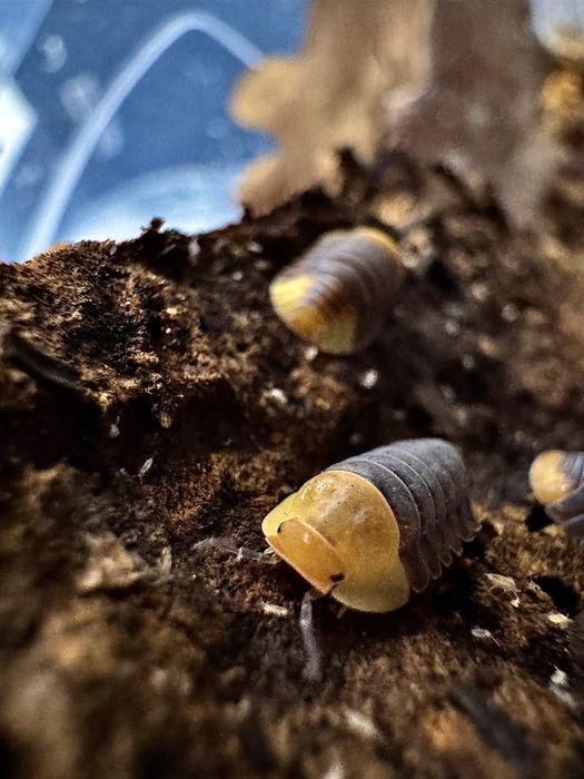 Isopody prosionki